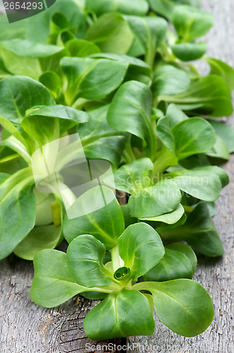 Image of Corn Salad Leaves