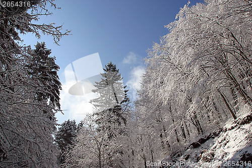 Image of Winter landscape trees under snow