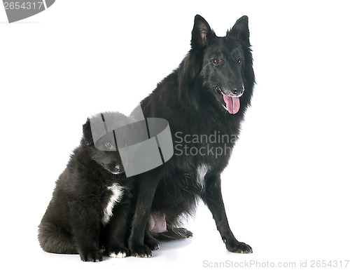 Image of puppy and adult groenendael