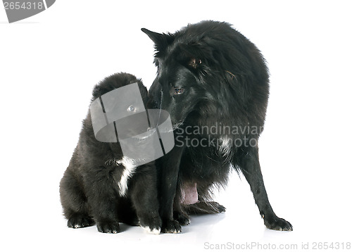 Image of puppy and adult groenendael