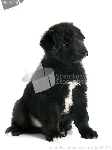 Image of puppy groenendael