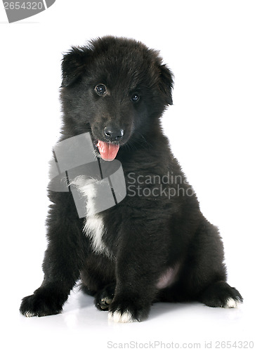 Image of puppy groenendael