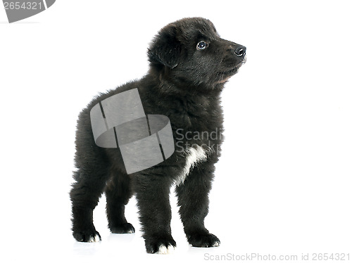 Image of puppy groenendael