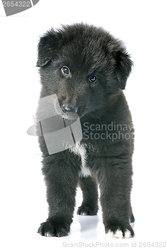 Image of puppy groenendael