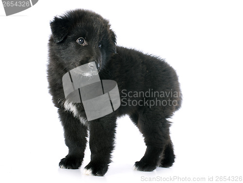 Image of puppy groenendael