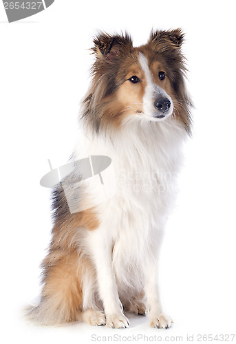 Image of shetland dog