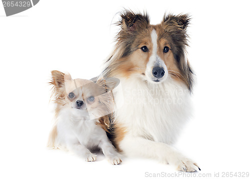 Image of shetland dog and chihuahua