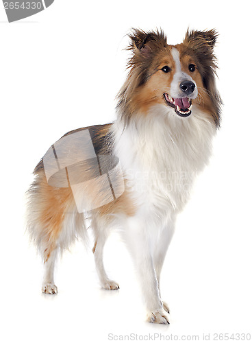 Image of shetland dog