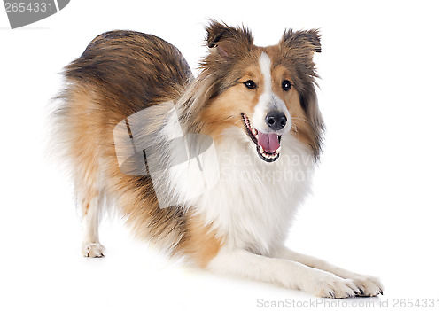 Image of shetland dog