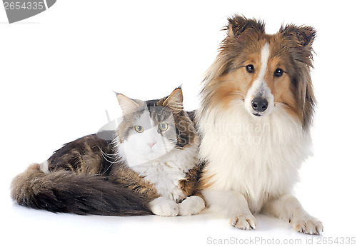 Image of shetland dog ans maine coon cat