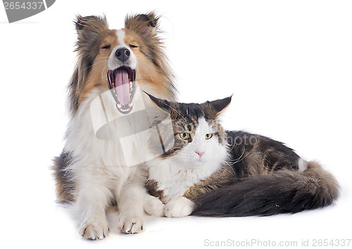 Image of shetland dog ans maine coon cat