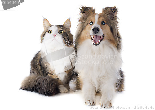 Image of shetland dog and maine coon cat