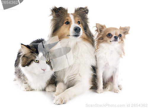 Image of dogs and cat