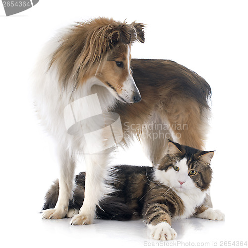 Image of shetland dog ans maine coon cat