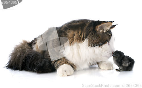 Image of maine coon cat and chick