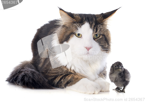 Image of maine coon cat and chick