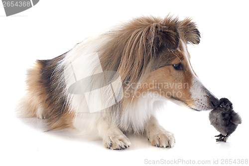 Image of shetland dog and chick