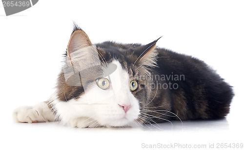 Image of maine coon cat