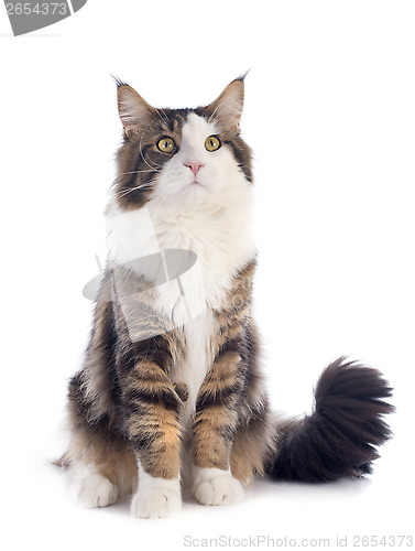 Image of maine coon cat