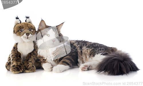 Image of maine coon cat and cuddly toy