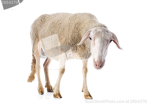 Image of adult ewe