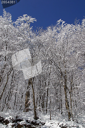 Image of Winter landscape trees under snow