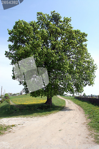 Image of Lonely Tree