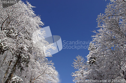 Image of Winter landscape trees under snow