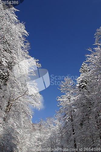 Image of Winter landscape trees under snow