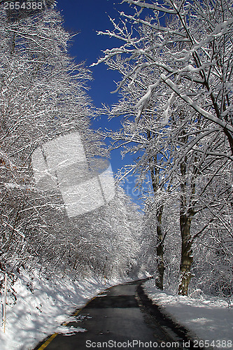 Image of Winter landscape trees under snow