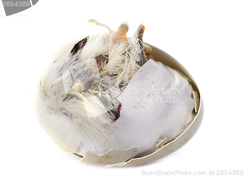 Image of  hatching