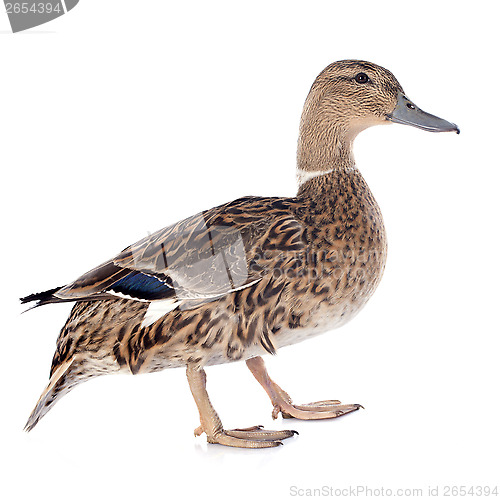 Image of female duck