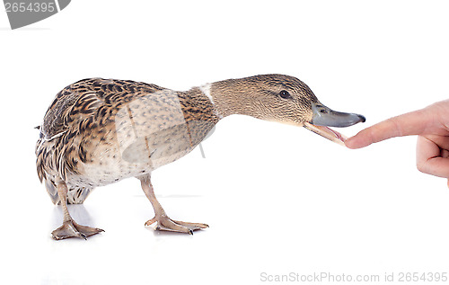 Image of female duck