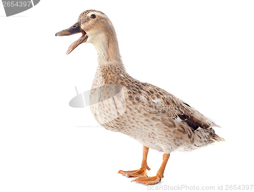 Image of female duck