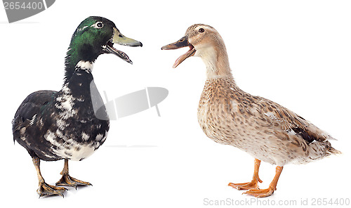 Image of two ducks