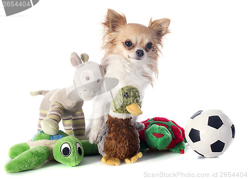 Image of chihuahua and toys