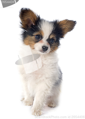 Image of papillon puppy