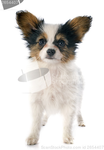 Image of papillon puppy