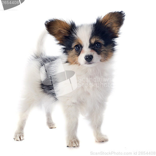 Image of papillon puppy