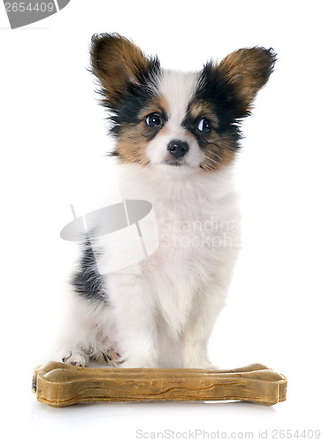 Image of papillon puppy and bone