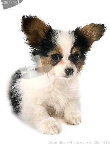 Image of papillon puppy