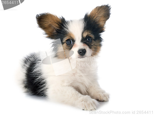 Image of papillon puppy