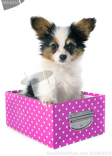 Image of papillon puppy in a box