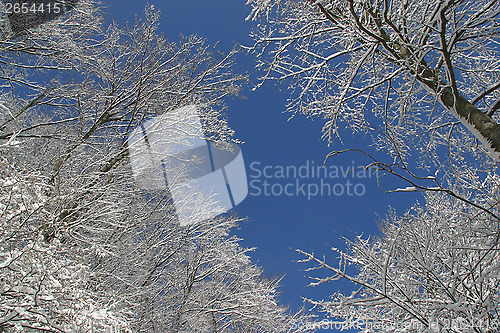 Image of Winter landscape trees under snow