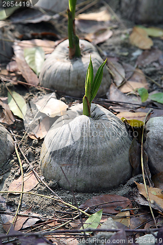 Image of Coconut seeding in the farmland