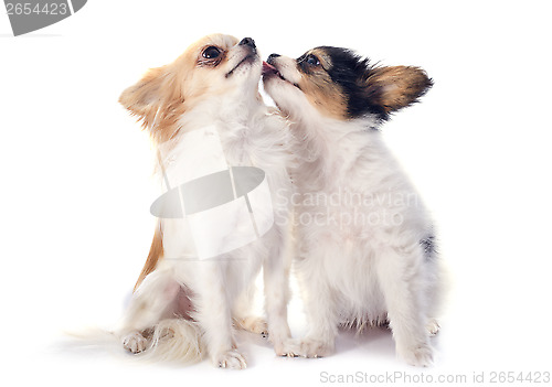Image of papillon puppy and chihuahua