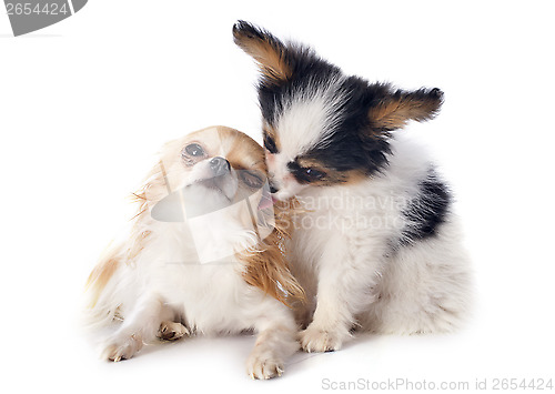 Image of papillon puppy and chihuahua