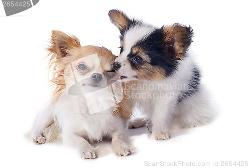 Image of papillon puppy and chihuahua