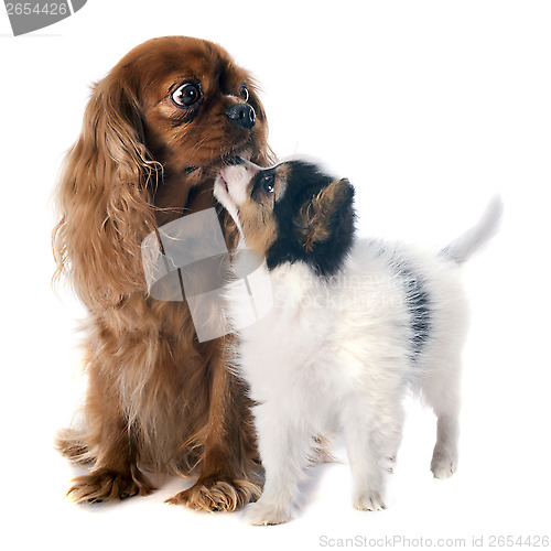 Image of papillon puppy and cavalier king charles