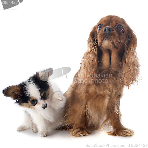 Image of papillon puppy and cavalier king charles